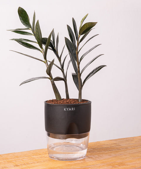 ZZ - Zamia Black Plant