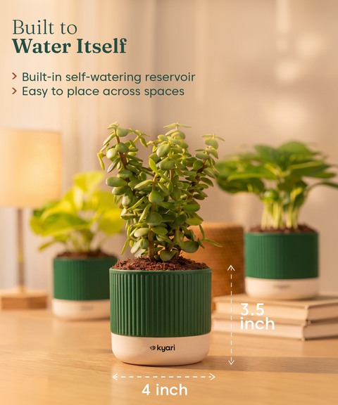 Lucky Plants Combo - Set of 3 Self Watering Plants