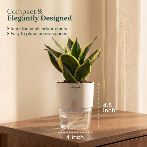 Golden Hahnii Snake Plant BYOB