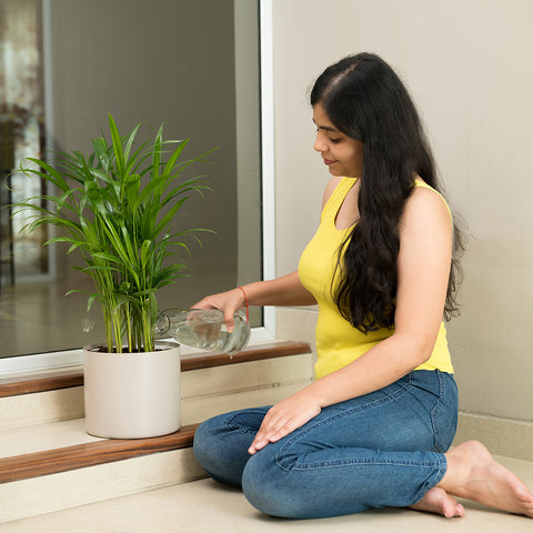 Areca Palm with Zen Planter