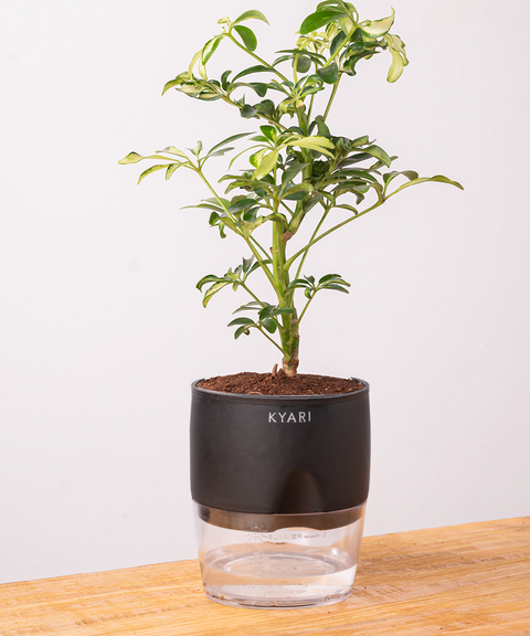 Schefflera Variegated Plant With Self Watering Pot