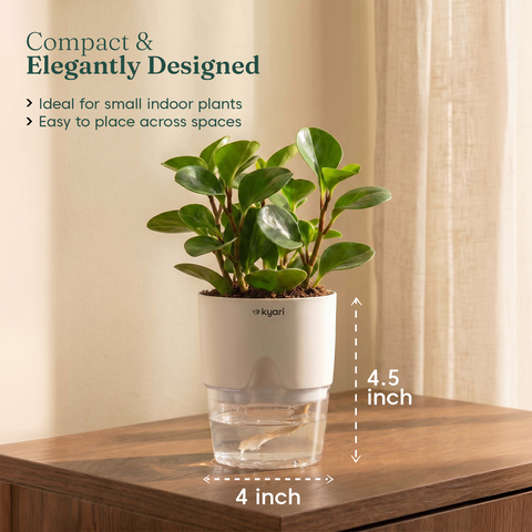 Peperomia Green Plant With Self Watering Pot