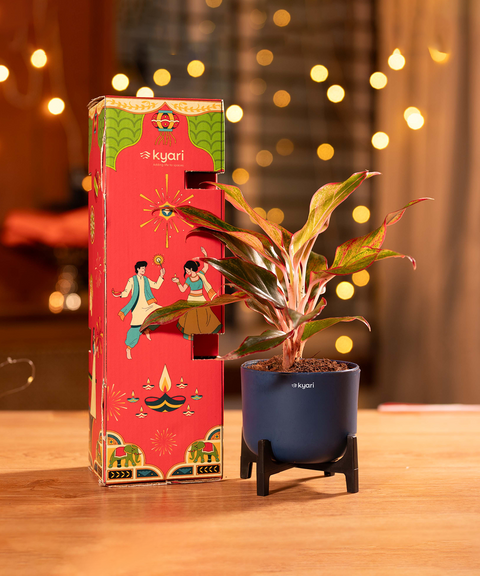 Gleam Hamper -  Lipstick Plant With Aira Self Watering Pot