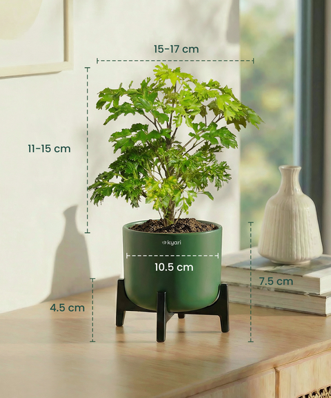Aralia Plant with Aira Pot