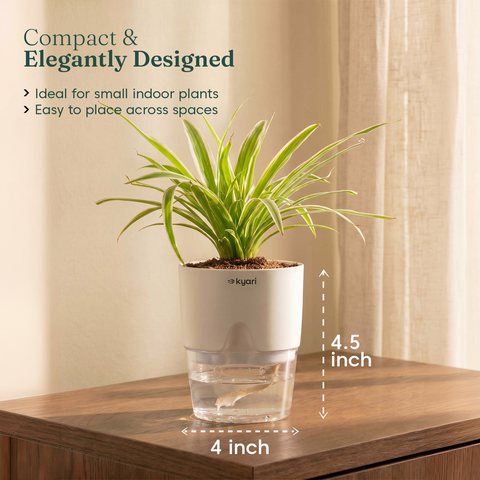 Spider Plant With Self Watering Pot