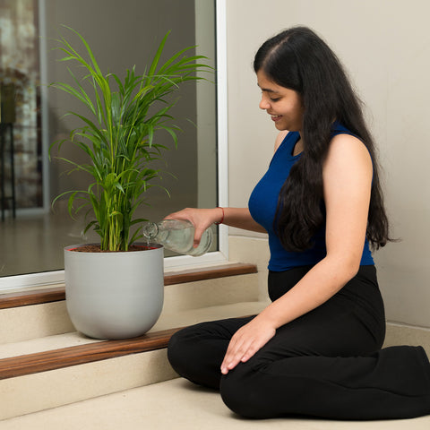 Areca palm with Arbor Planter