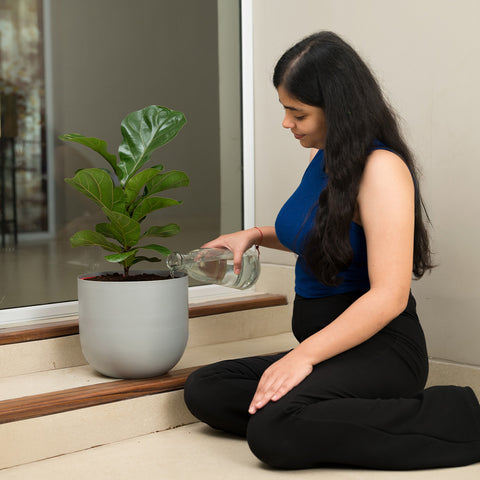 Ficus Lyrata - Fiddle Fig- Arbor Planter