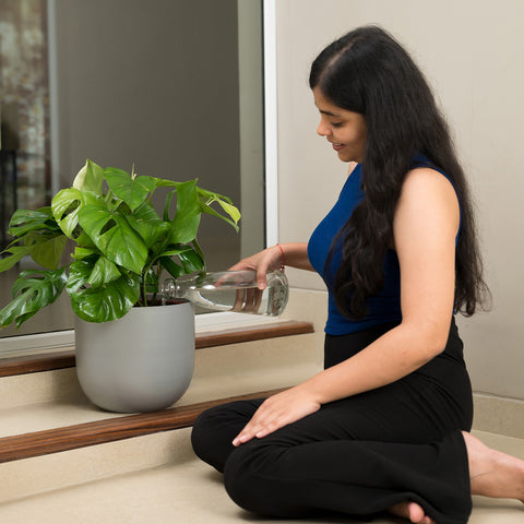 Monstera Deliciosa with Arbor Planter