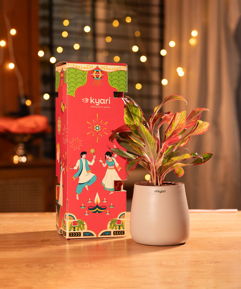 Gleam Hamper - Lipstick Plant With Aura Self Watering Pot