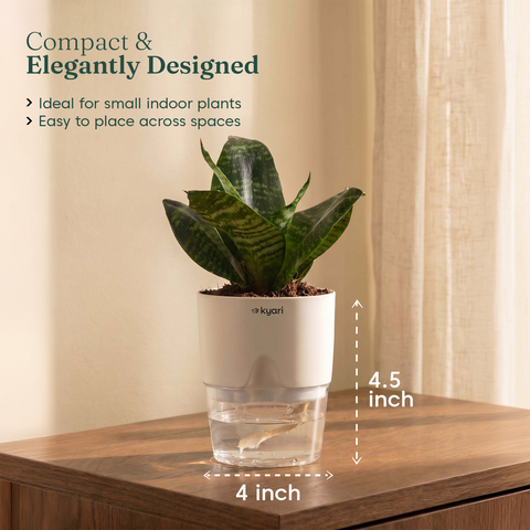 Green Snake Plant With Self Watering Pot