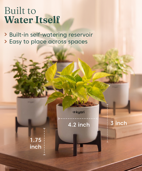 Lucky Plants Combo - Set of 4 Self Watering Plants