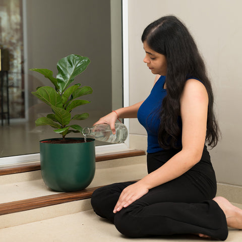 Ficus Lyrata - Fiddle Fig- Arbor Planter