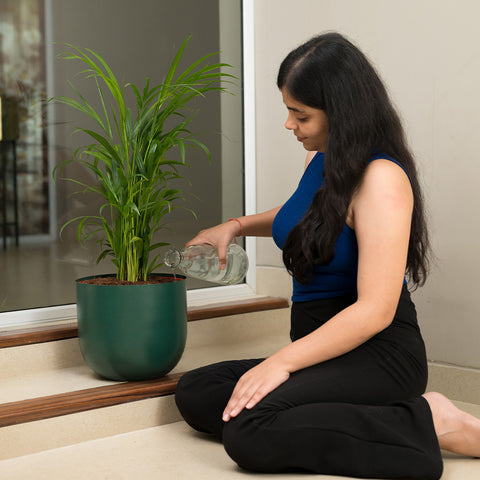 Areca palm with Arbor Planter