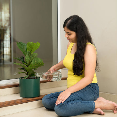 Ficus Lyrata - Fiddle Fig- Zen Planter