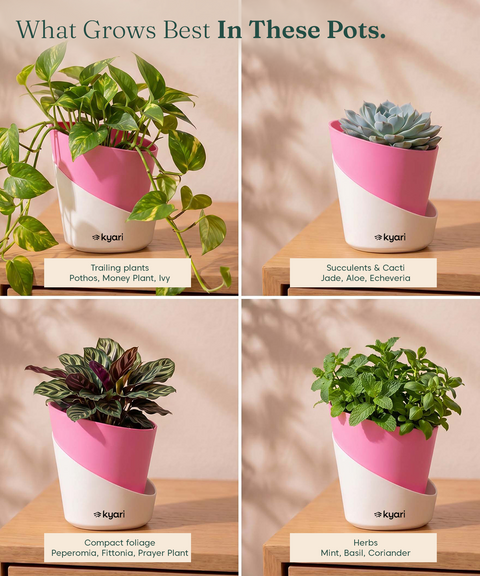 4' Inch Elite Pot Baby Pink combo of 5