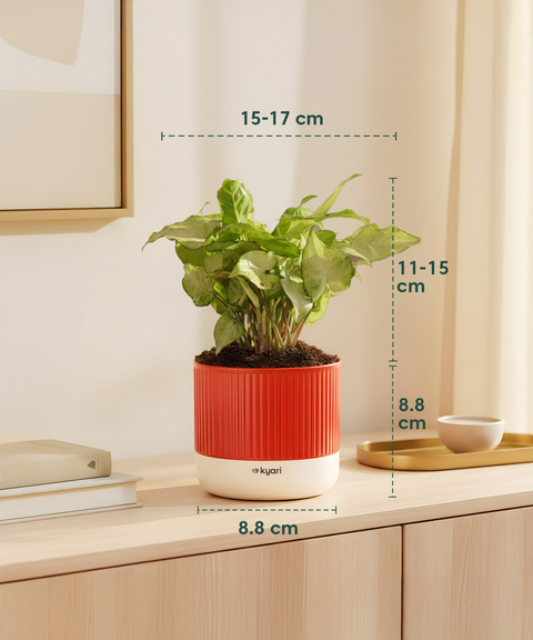 Syngonium White Plant With Mylo Planter