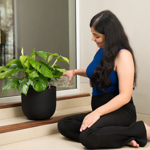 Monstera Deliciosa with Arbor Planter