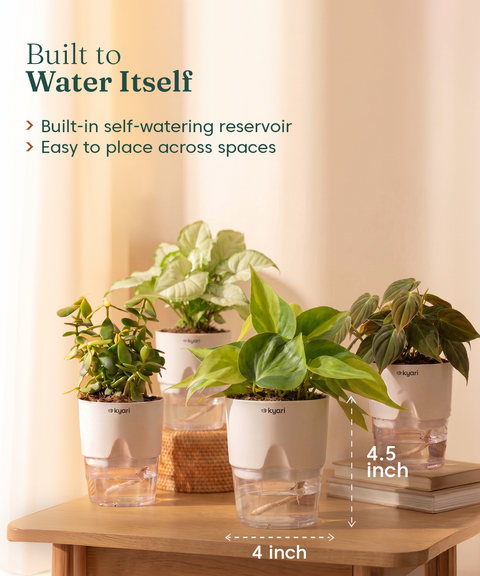 Kyari Combo of 4 Indoor Plants - Jade, Syngonium White, Philodendron Micans & Philodendron Oxycardium with White Self Watering Pot 4 Inch