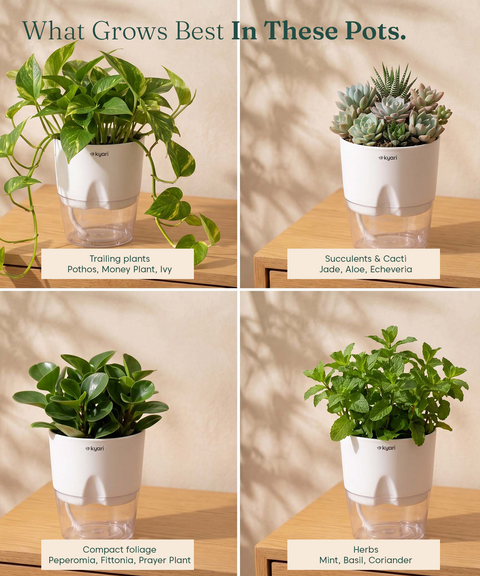 4' Inch Poetic Pot white combo of 5