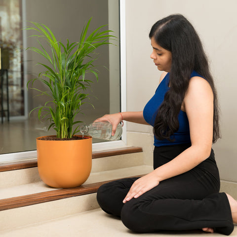 Areca palm with Arbor Planter