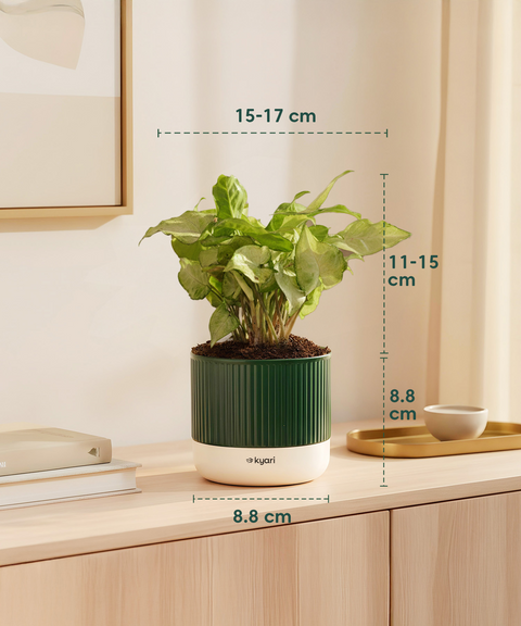 Syngonium White Plant With Mylo Planter