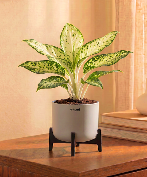 Snow White Plant in Aira Self Watering Pot (Stand included)