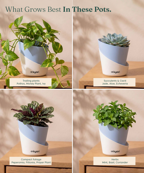 4' Inch Elite Pot Baby blue combo of 5