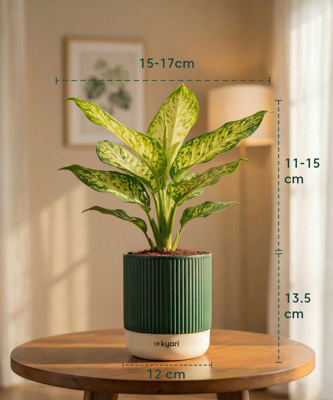 Aglaonema Snow White Plant with Medium Self Watering Pot