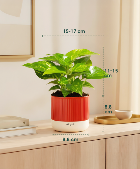 Easy Care Home Decor Combo