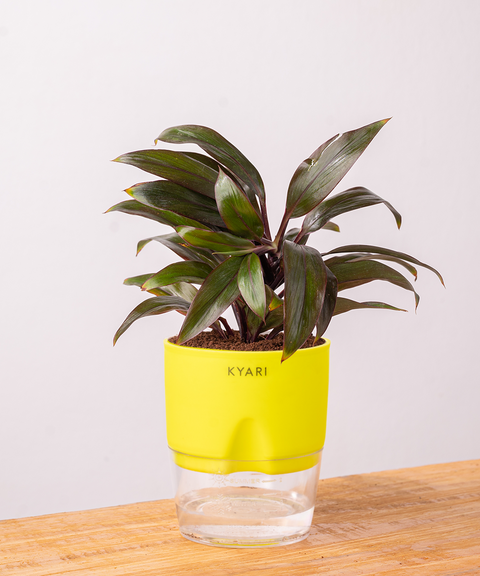 Dracaena Compacta Plant - BYOB