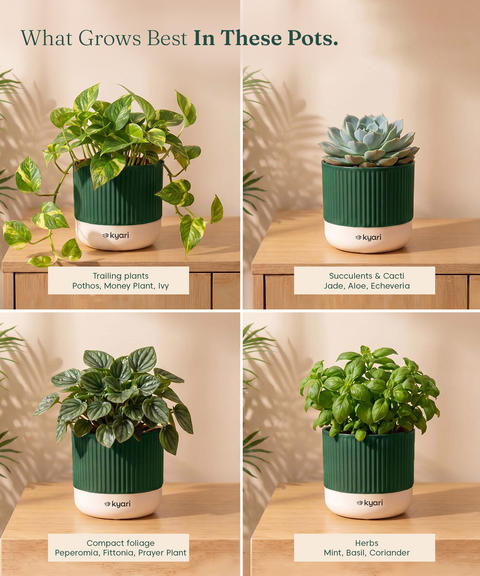 Mylo Pot Green combo of 5