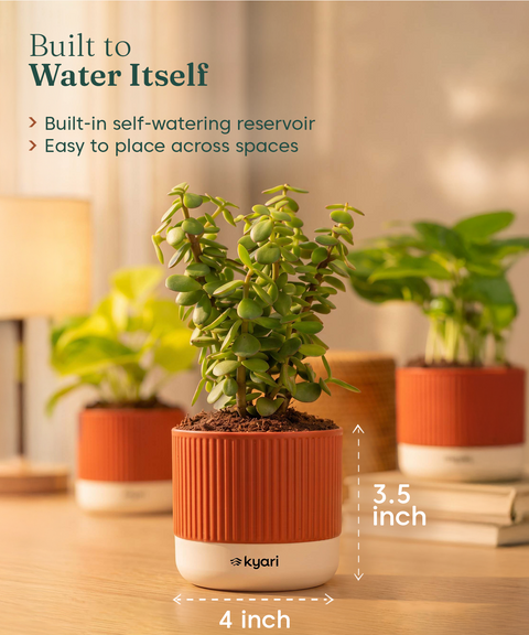 Air purifying Combo - Set of 5 Self Watering Plants