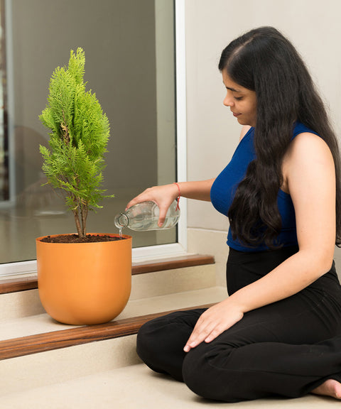 Thuja Plant with Arbor Planter