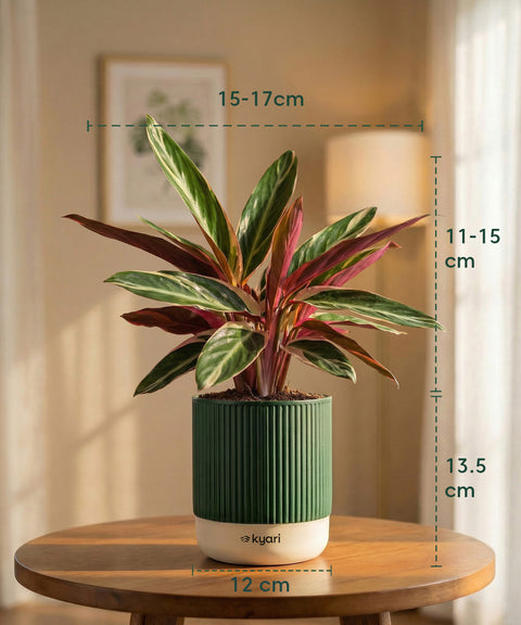 Calathea Triostar Plant with Medium Self Watering Pot