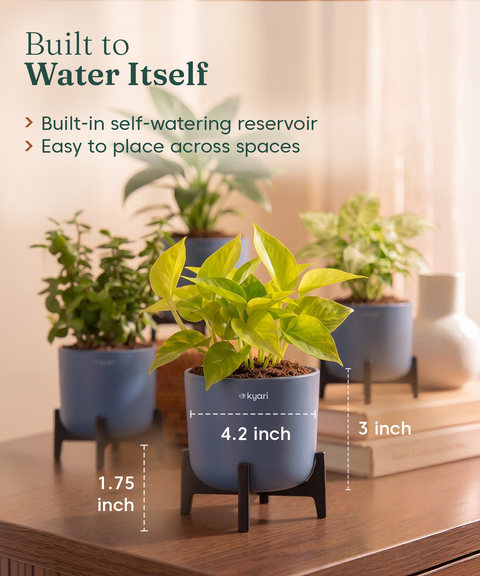 Lucky Plants Combo - Set of 4 Self Watering Plants