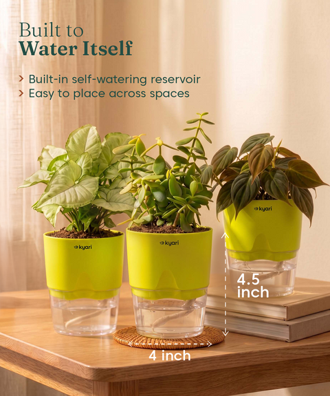 Air Purifying Combo - Set of 3 Self Watering Plants