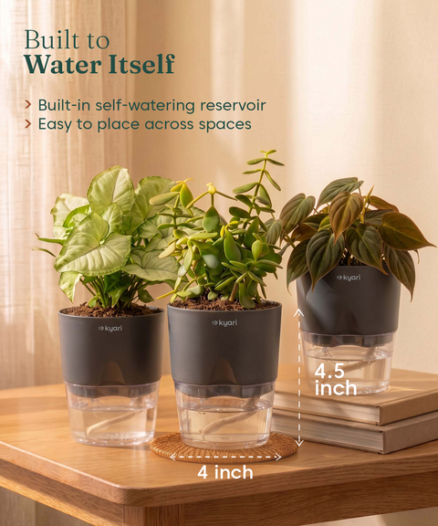 Air Purifying Combo - Set of 3 Self Watering Plants