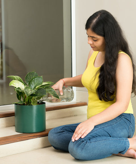 Philodendron Berkin with Zen Planter