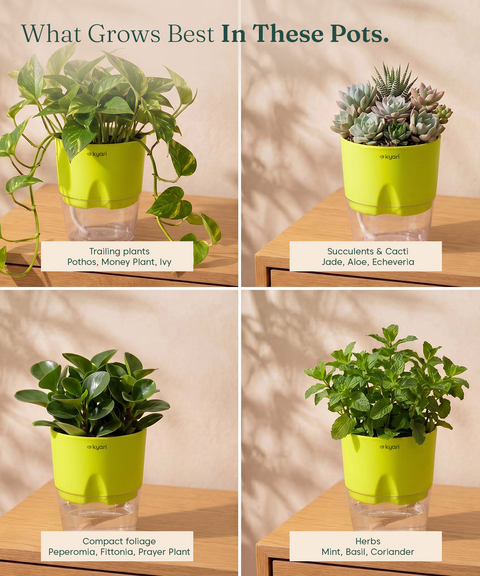 4' Inch Poetic Pot Green combo of 5