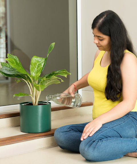 Aglaonema Ice Plant with Zen Planter