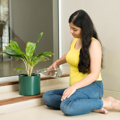 Aglaonema Ice Plant with Zen Planter