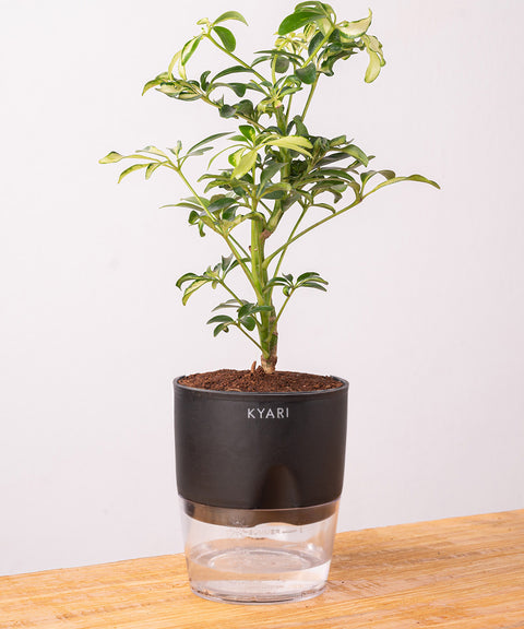 Ficus Safari Plant - BYOB