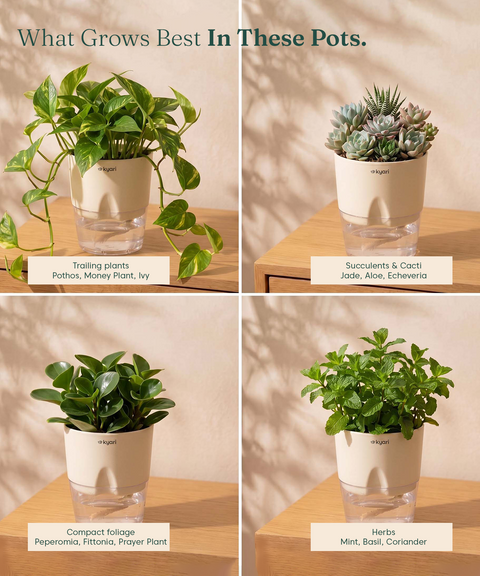 4' Inch Poetic Pot Cream combo of 5
