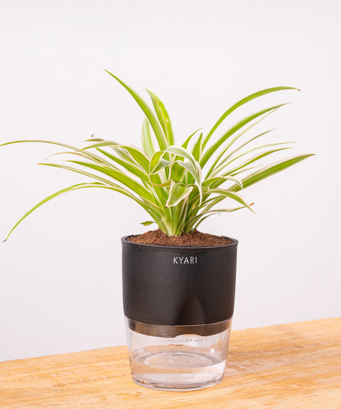 Spider Plant - BYOB