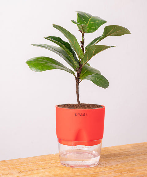 Fiddle Fig Plant - BYOB