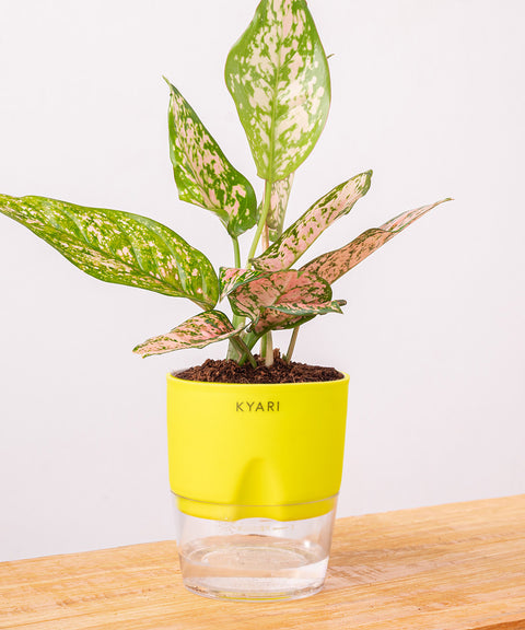 Aglaonema Snow White Plant - BYOB