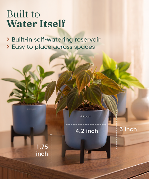 Air Purifying Combo - Set of 5 Self Watering Plants