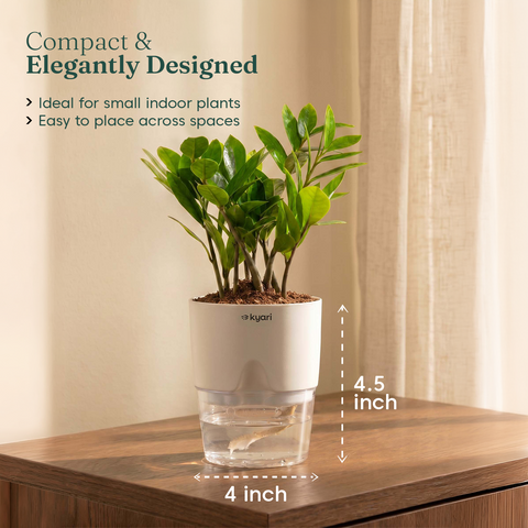 Zamia Green - ZZ Plant With Self Watering Pot