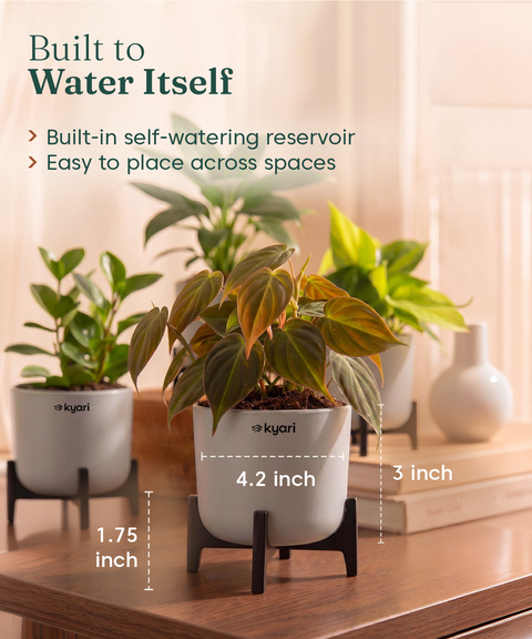 Air Purifying Combo - Set of 5 Self Watering Plants