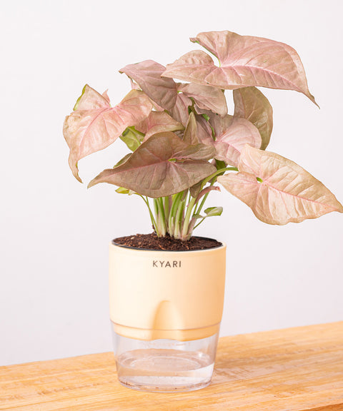 Syngonium Pink Plant - BYOB